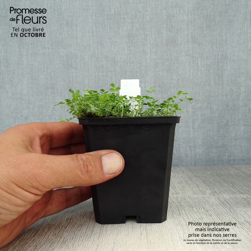 Acaena buchananii 8/9 cm pot sample as delivered in autumn