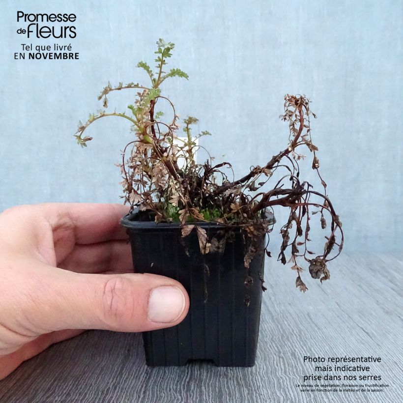 Acaena saccaticupula Blue Haze 8/9 cm pot sample as delivered in autumn