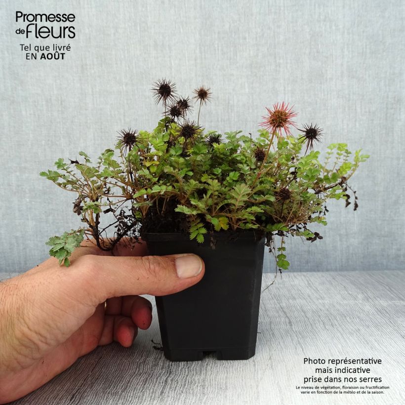 Acaena microphylla Dichte Matte 8/9 cm pot sample as delivered in summer