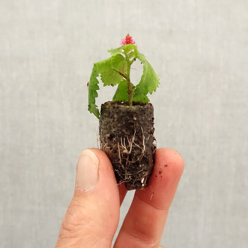 Acalypha pendula Foxie Plug plant 1.5/2.5 cm sample as delivered in spring