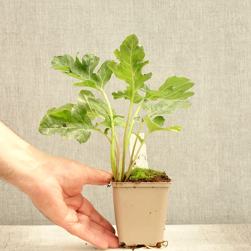 Acanthus mollis Latifolius - Bear's Breech 8/9 cm pot sample as delivered in summer