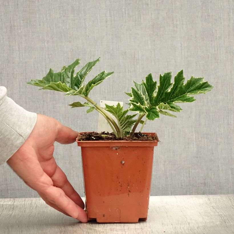 Acanthus mollis Whitewater - Bear's Breech 1L/1.5L pot sample as delivered in summer