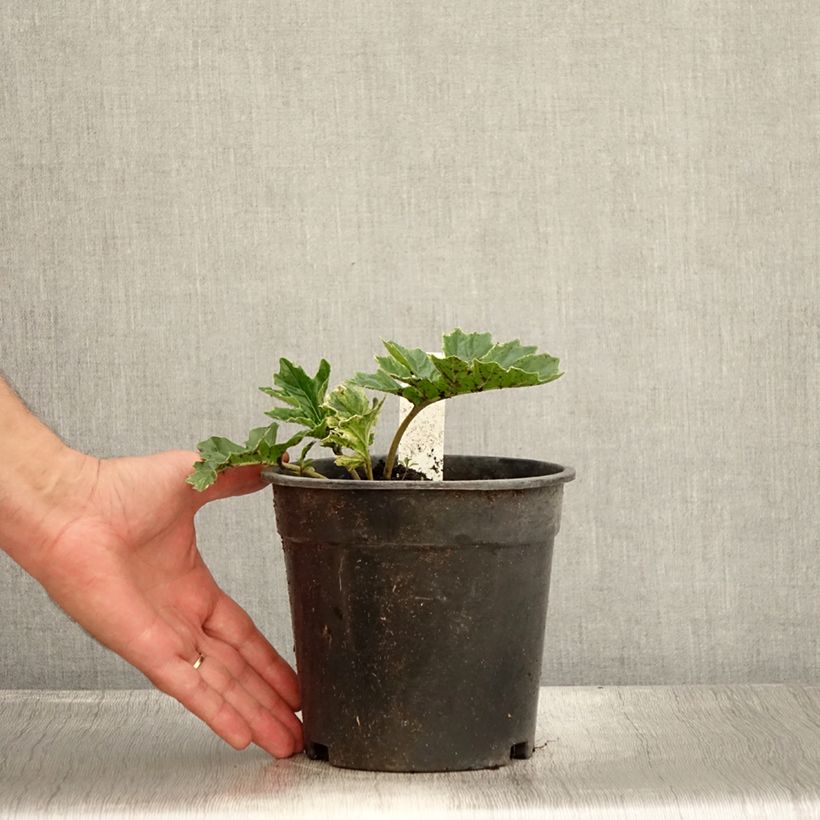 Acanthus mollis Whitewater - Bear's Breech 2L/3L pot sample as delivered in summer