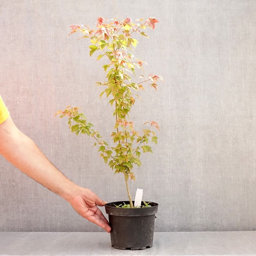 Acer buergerianum - Maple 2L/3L pot sample as delivered in summer