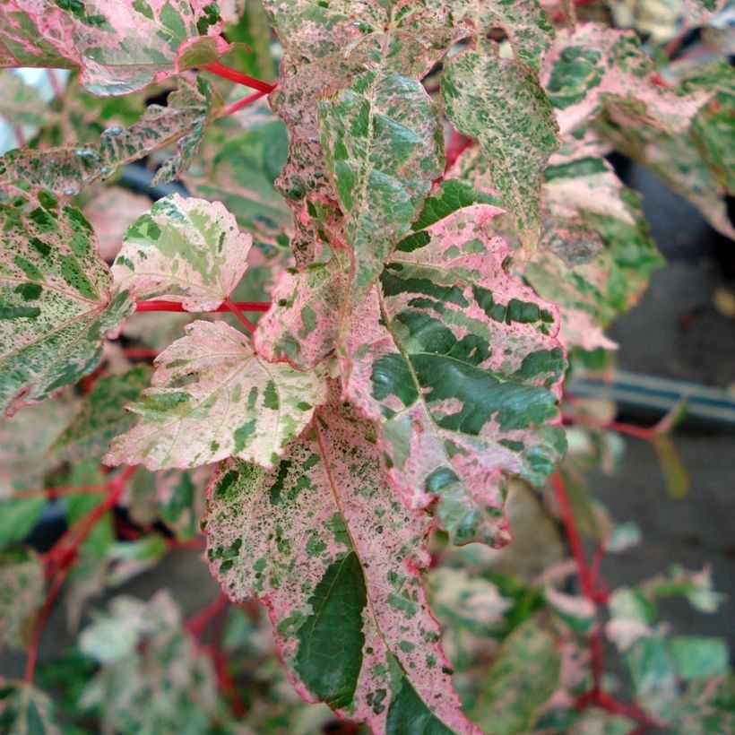 Acer conspicuum Red Flamingo - Maple (Foliage)