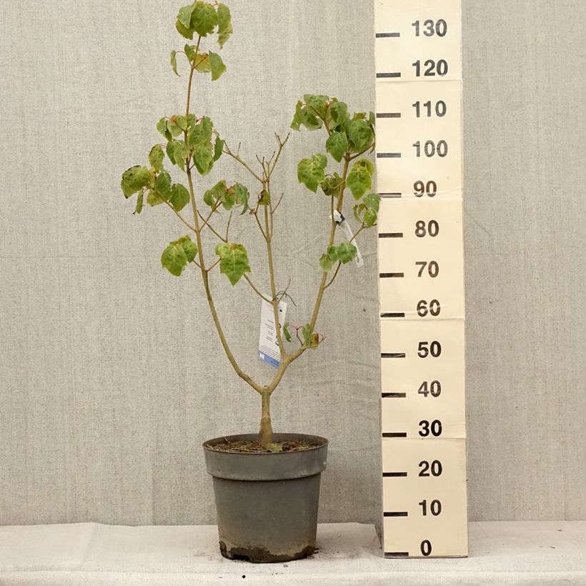 Acer conspicuum Silver Vein - Maple 7.5L/10L pot sample as delivered in summer