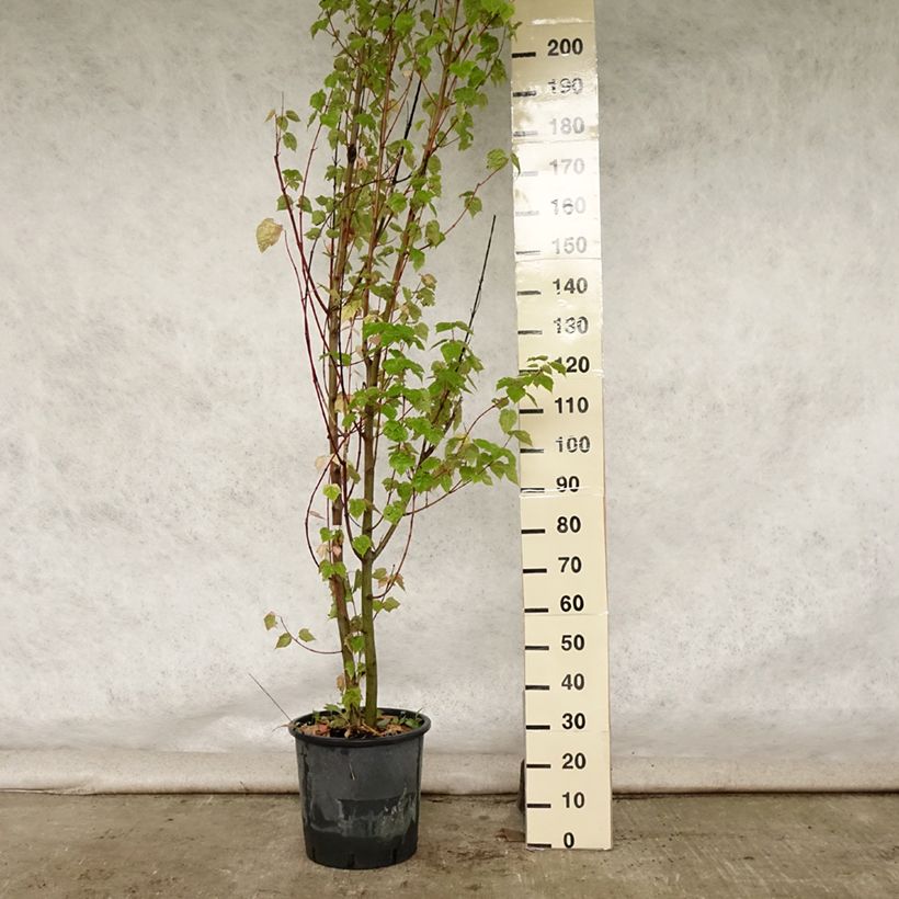 Acer davidii - Maple 20L/25L pot sample as delivered in summer
