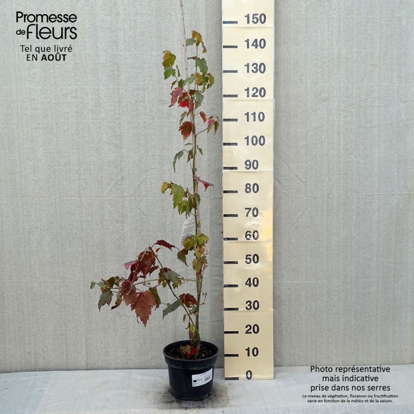 Acer davidii - Maple 4L/5L pot sample as delivered in summer