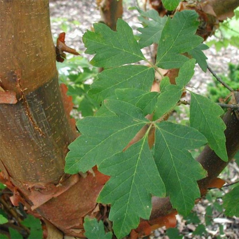 Acer griseum - Paperbark Maple - Maple (Foliage)