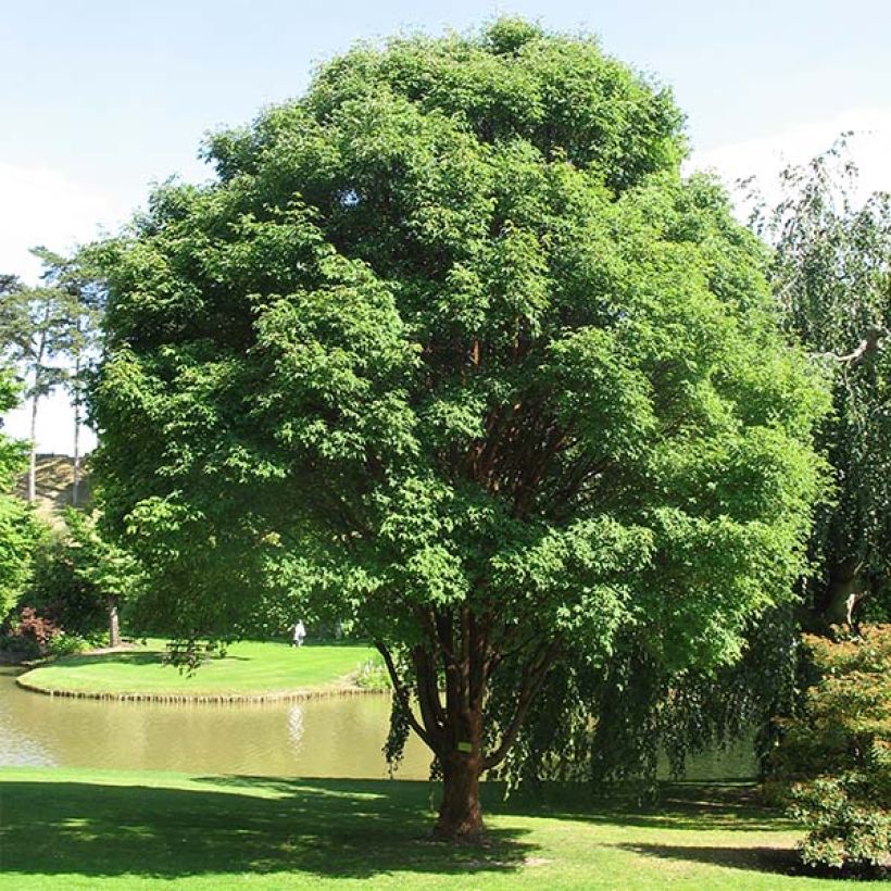 Acer griseum - Paperbark Maple - Maple (Plant habit)