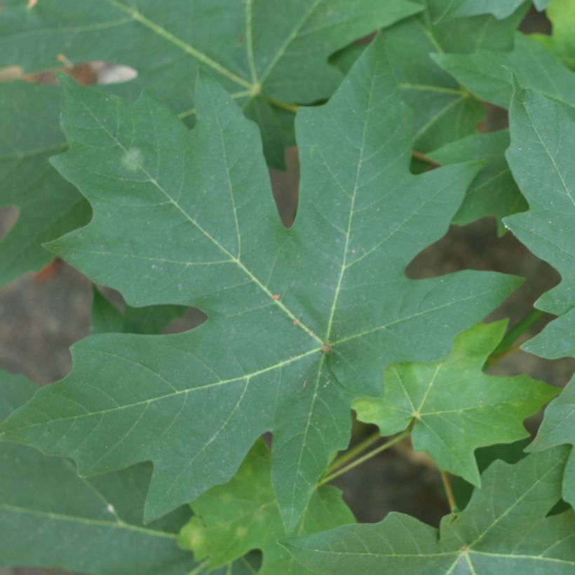 Acer macrophyllum - Big Leaf Maple (Foliage)