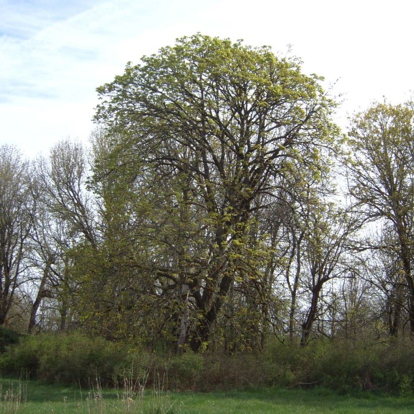 Acer macrophyllum - Big Leaf Maple (Plant habit)