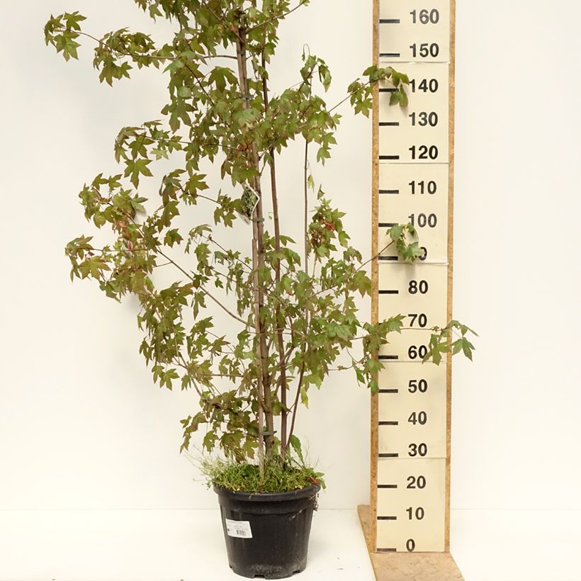 Acer negundo Auratum - Boxelder maple 7.5L/10L pot sample as delivered in spring
