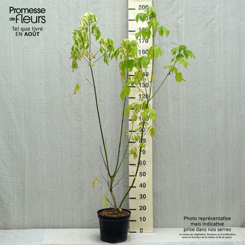 Acer negundo Aureomarginatum - Maple 7.5L/10L pot sample as delivered in summer