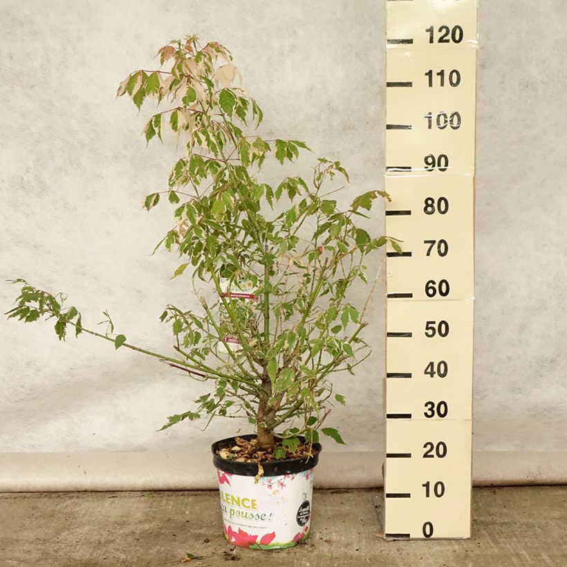 Acer negundo Flamingo - Maple 7.5L/10L pot sample as delivered in summer