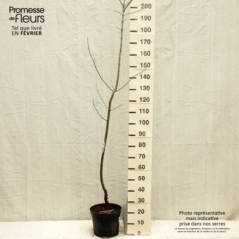Acer negundo Variegatum - Maple 7.5L/10L pot sample as delivered in winter