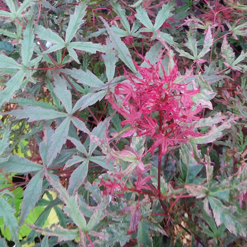 Acer palmatum Beni-Komachi - Japanese Maple (Foliage)