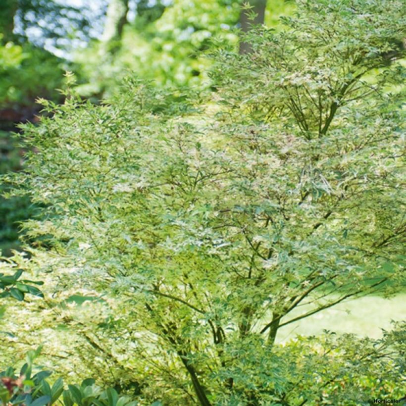 Acer palmatum Butterfly - Japanese Maple (Plant habit)