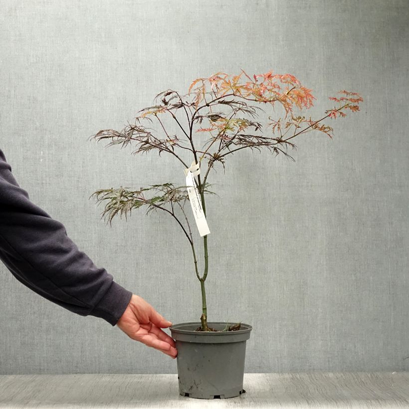 Acer palmatum Dissectum Atropurpureum - Japanese Maple 3L/4L pot sample as delivered in summer