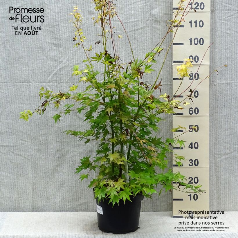 Acer palmatum Orange Dream - Japanese Maple 7.5L/10L pot sample as delivered in summer