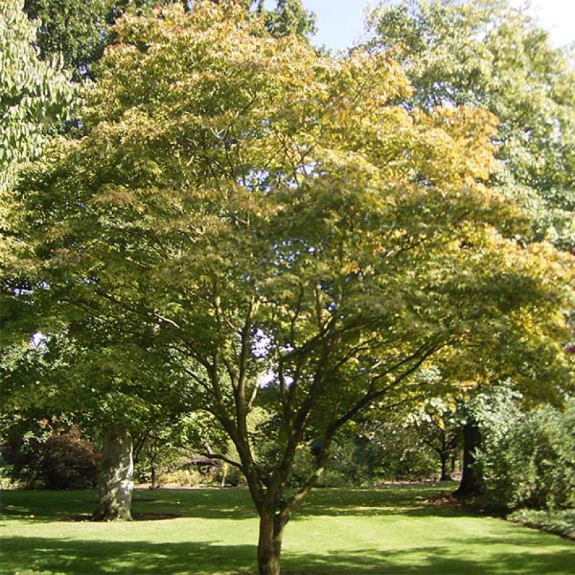 Acer palmatum Osakazuki - Japanese Maple (Plant habit)