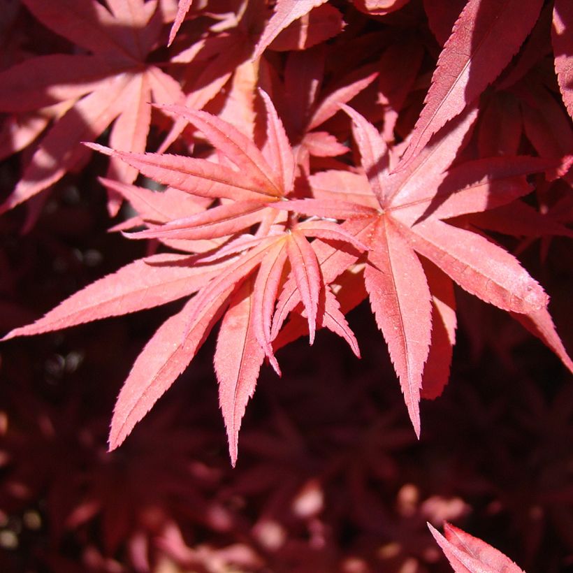 Acer palmatum Twomblys Red Sentinel - Japanese Maple (Foliage)