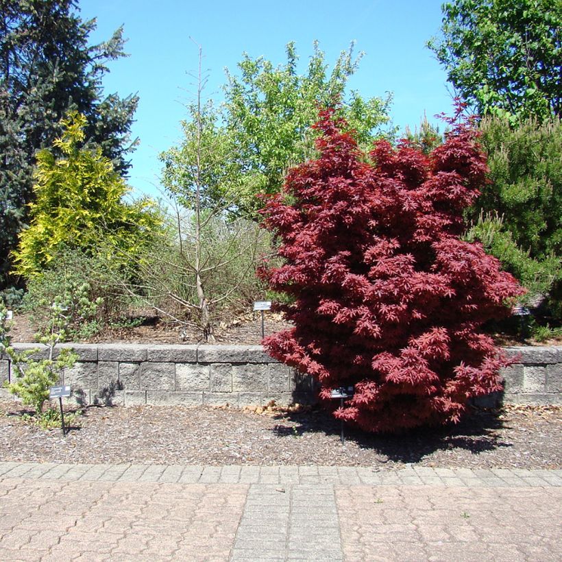 Acer palmatum Twomblys Red Sentinel - Japanese Maple (Plant habit)