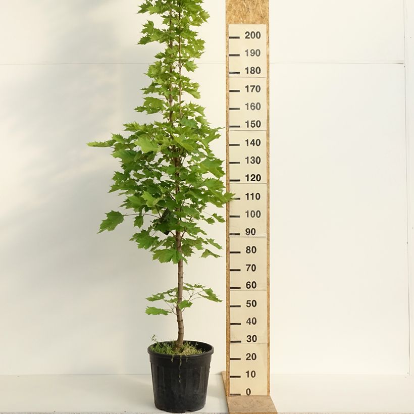 Acer platanoides Columnare - Maple 20L/25L pot sample as delivered in spring