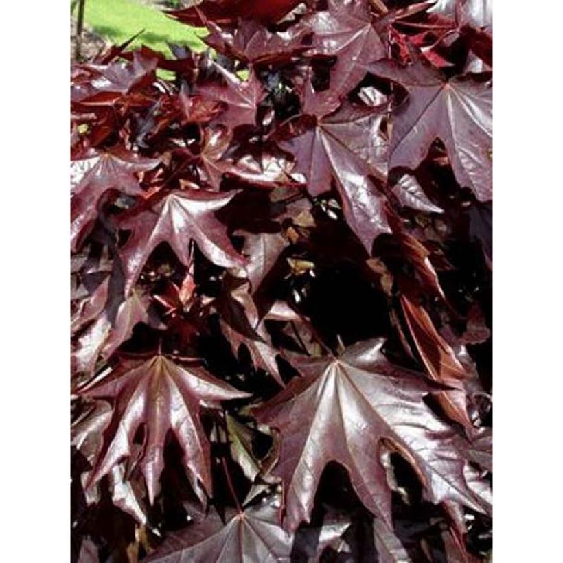 Acer platanoides Crimson Sentry - Maple (Foliage)