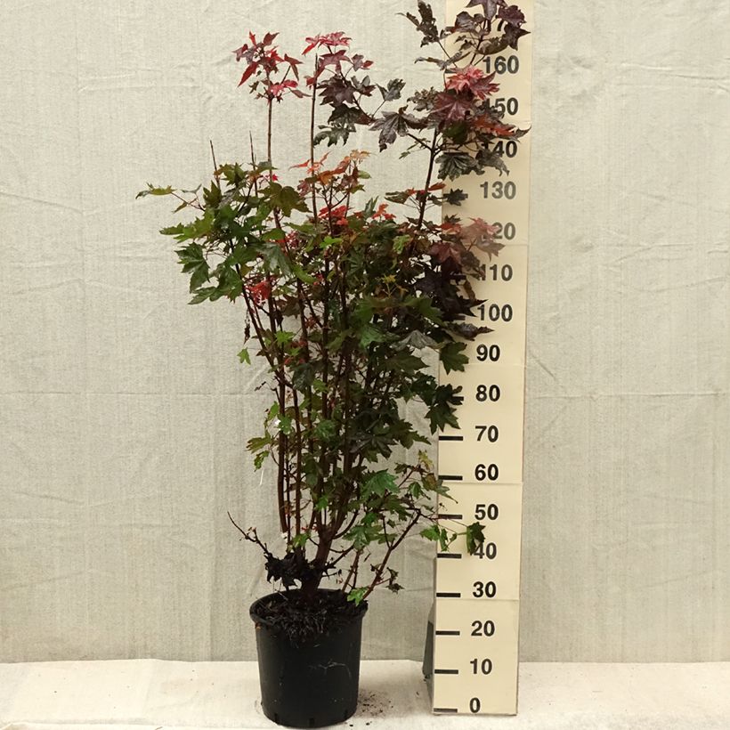 Acer platanoides Crimson Sentry - Maple 7.5L/10L pot sample as delivered in summer