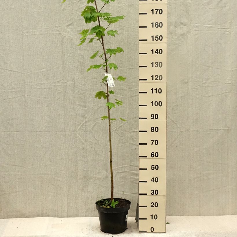 Acer platanoides - Maple 7.5L/10L pot sample as delivered in summer