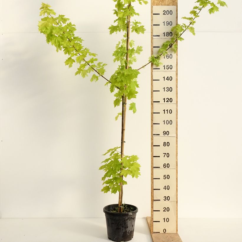 Acer platanoides Princeton Gold - Norway Maple 20L/25L pot 250/+cm sample as delivered in spring