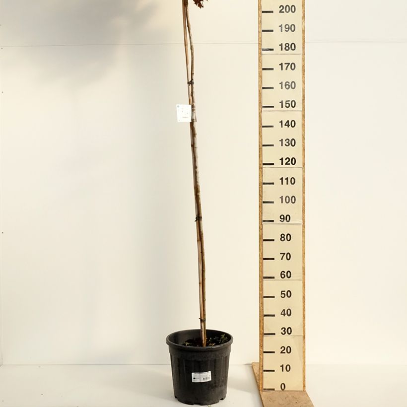 Acer platanoides Purple Globe - Norway maple 20L/25L pot sample as delivered in spring