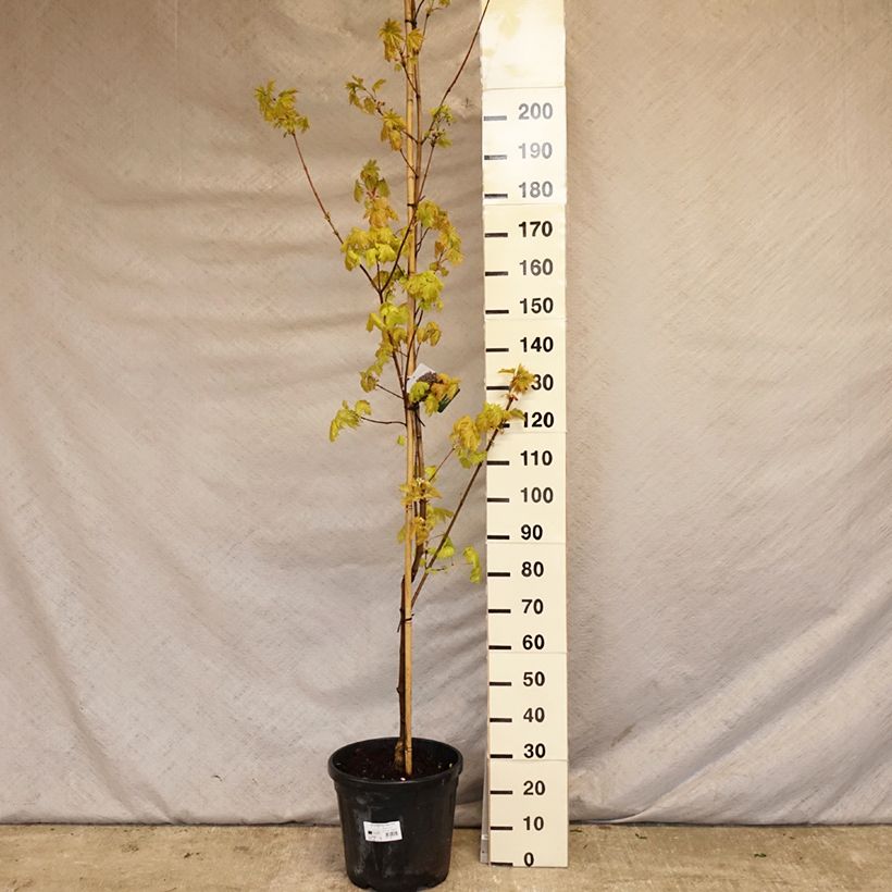 Acer platanoides Royal Red - Maple 20L/25L pot 240/260cm sample as delivered in spring