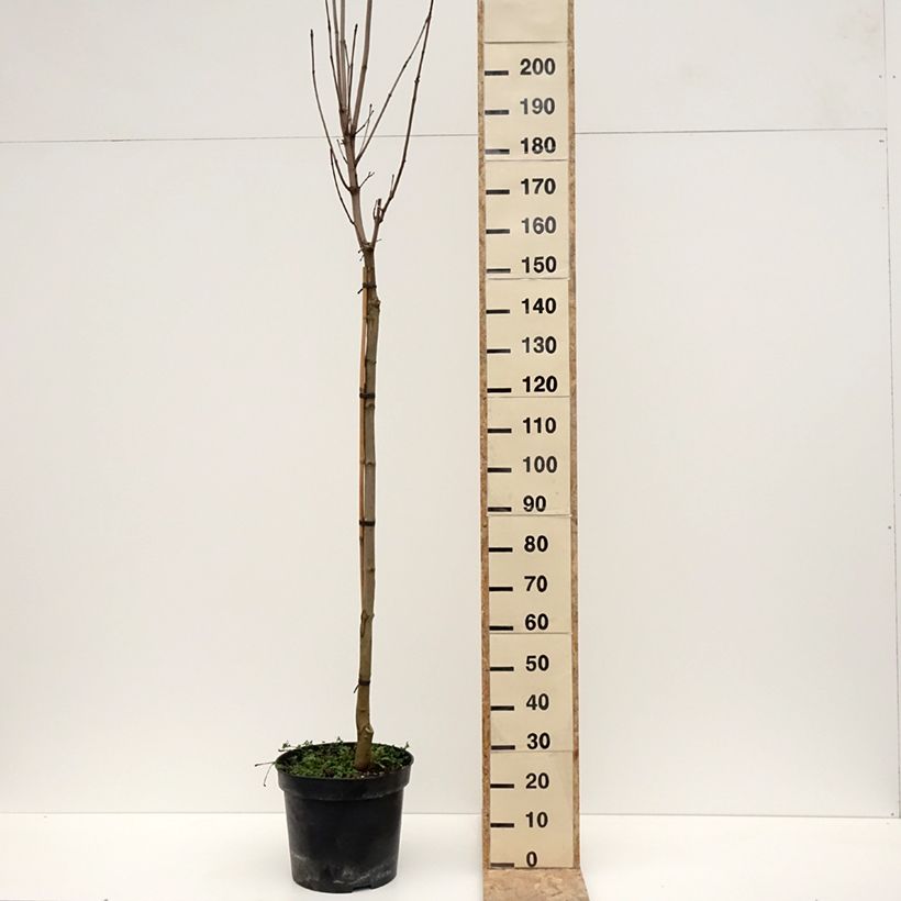 Acer platanoides Stollii - Norway Maple 20L/25L pot sample as delivered in winter