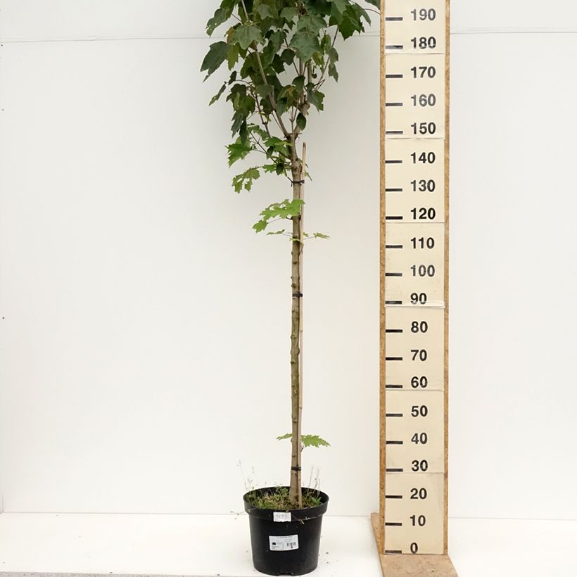 Acer platanoides Stollii - Norway Maple 20L/25L pot sample as delivered in spring