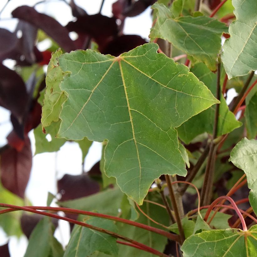 Acer platanoides Stollii - Norway Maple (Foliage)