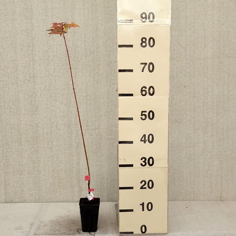 Acer rubrum Armstrong Gold - Red Maple 1L/1.5L pot sample as delivered in autumn