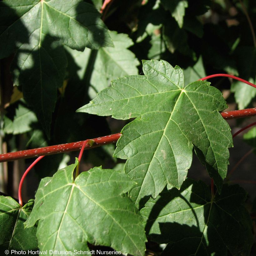 Acer rubrum Redpointe - Maple (Foliage)