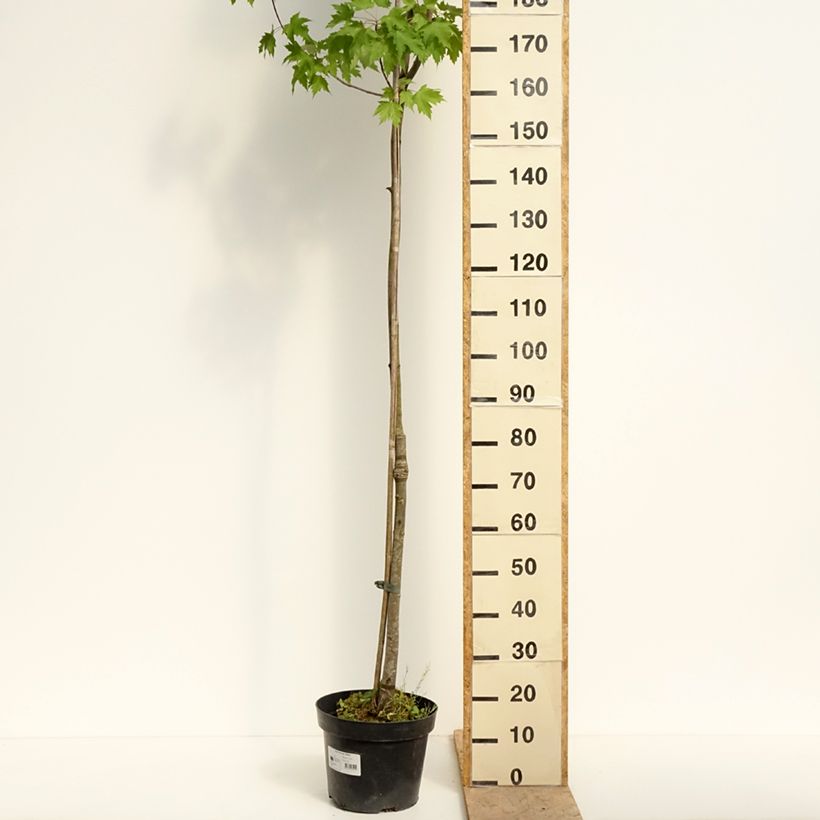 Acer rubrum Sekka - Red Maple 4L/5L pot sample as delivered in spring