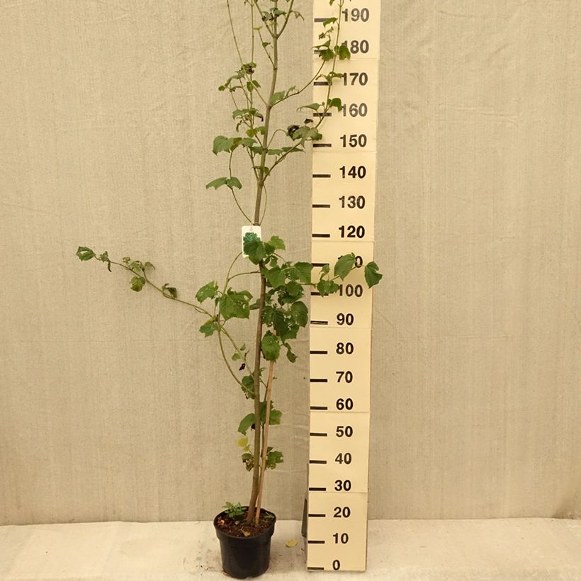 Acer rufinerve - Maple 4L/5L pot sample as delivered in summer