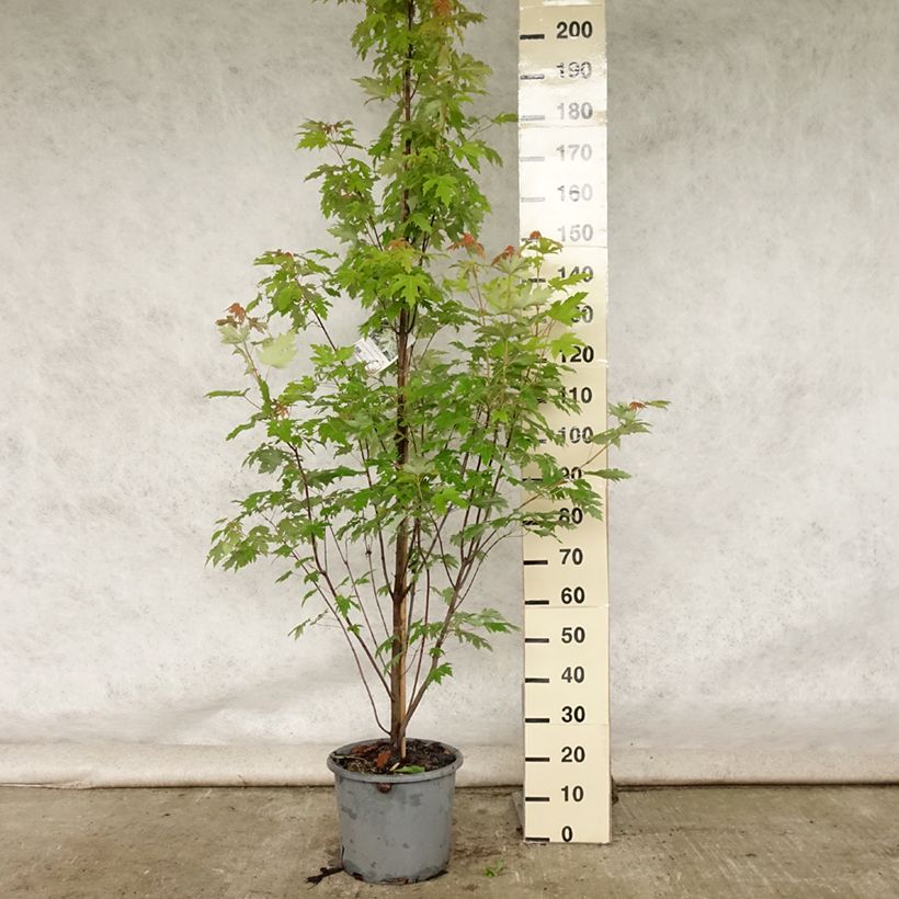 Acer saccharinum Pyramidale - Maple 7.5L/10L pot sample as delivered in summer