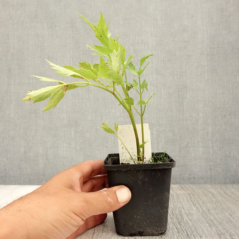 Levisticum officinale 8/9 cm pot sample as delivered in summer