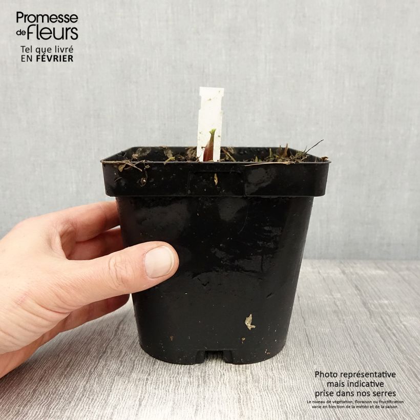 Levisticum officinale 2L/3L pot sample as delivered in winter