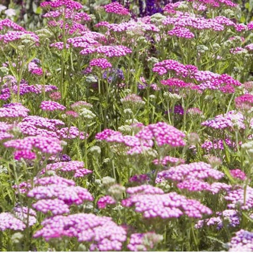 Achillea millefolium Lilac Beauty (Plant habit)