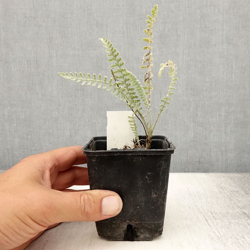 Achillea clypeolata 8/9 cm pot sample as delivered in summer