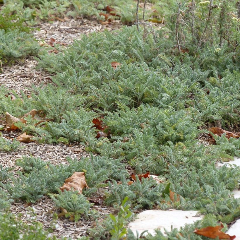 Achillea crithmifolia (Foliage)