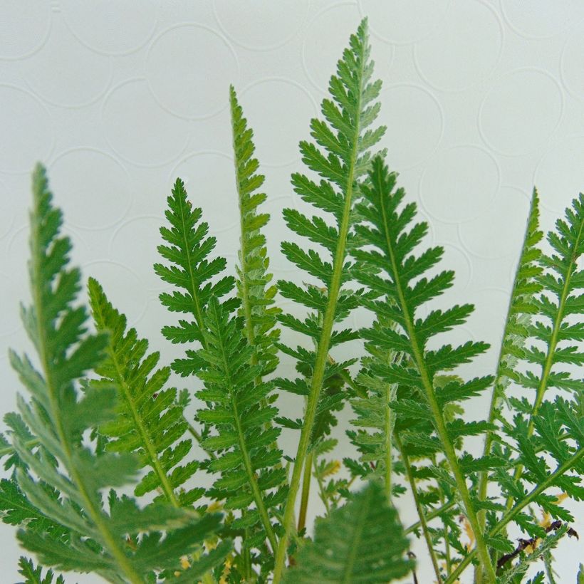 Achillea millefolium Apricot Delight (Foliage)