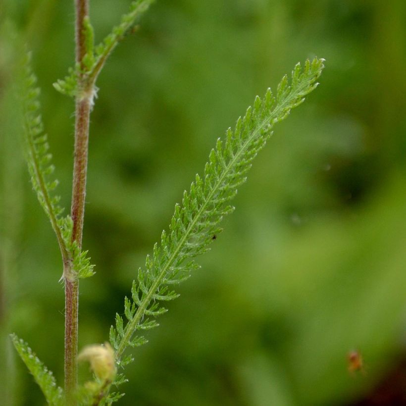 Achillea millefolium Feuerland (Foliage)