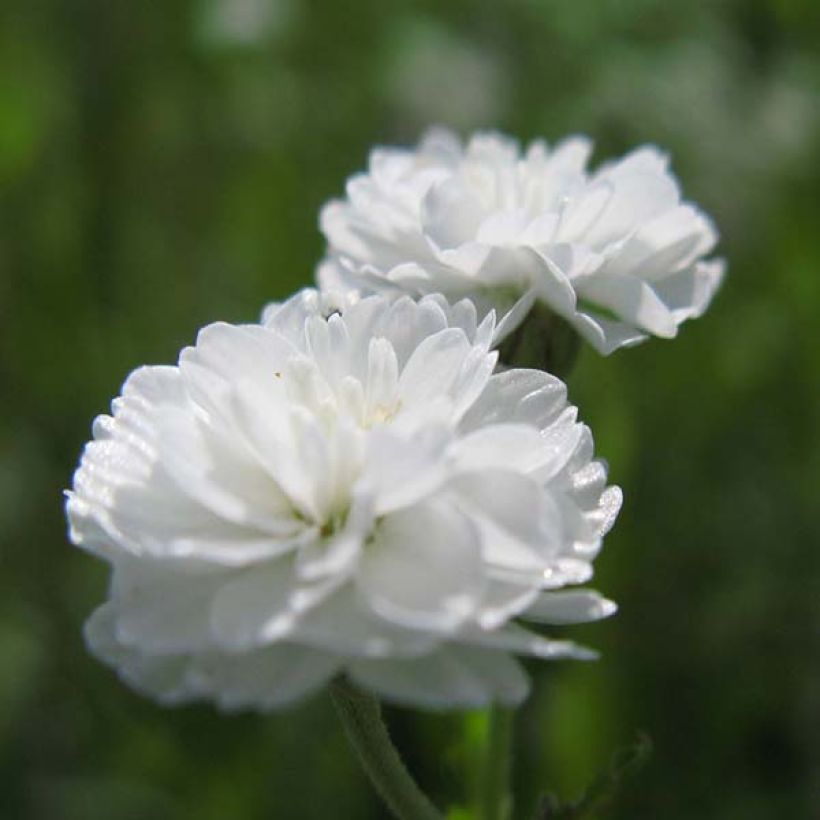 Achillea ptarmica The Pearl (Flowering)